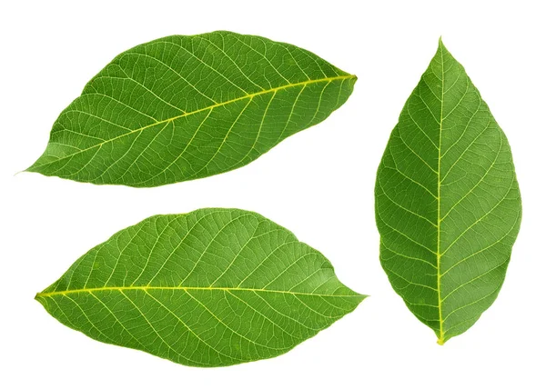 Walnut leaves isolated on white background — Stock Photo, Image