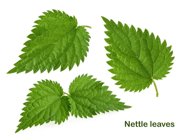 Τσουκνίδα leaf απομονωθεί σε λευκό χωρίς σκιά. Σετ — Φωτογραφία Αρχείου