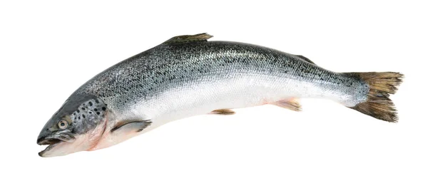 Zalm vissen geïsoleerd op wit zonder schaduw — Stockfoto