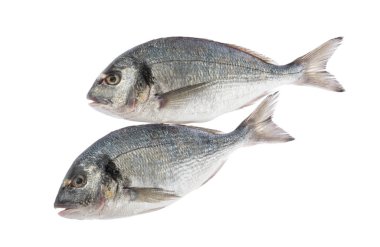 gölge olmadan izole dorado balık