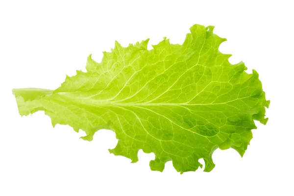 Green lettuce leaf isolated without shadow — Stock Photo, Image