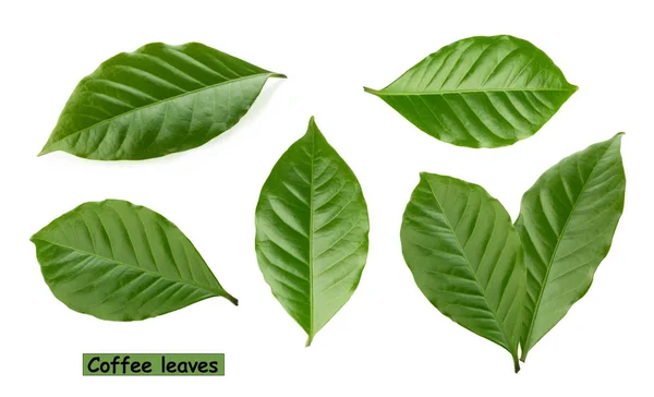 Coffee leaves isolated white background — Stock Photo, Image
