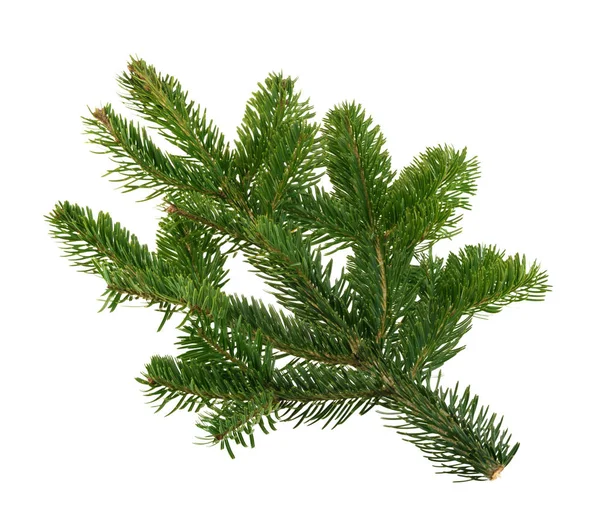 Fir tree isolated on white background — Stock Photo, Image