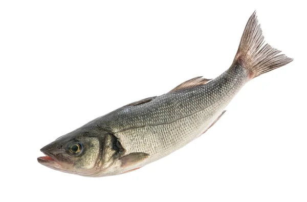 Seabass fish isolated without shadow on white background — Stock Photo, Image
