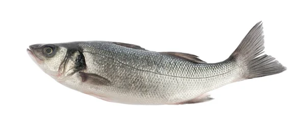 Seabass fisk isolerad utan skugga — Stockfoto