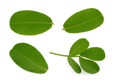 fıstık yaprağı izole beyaz arka plan