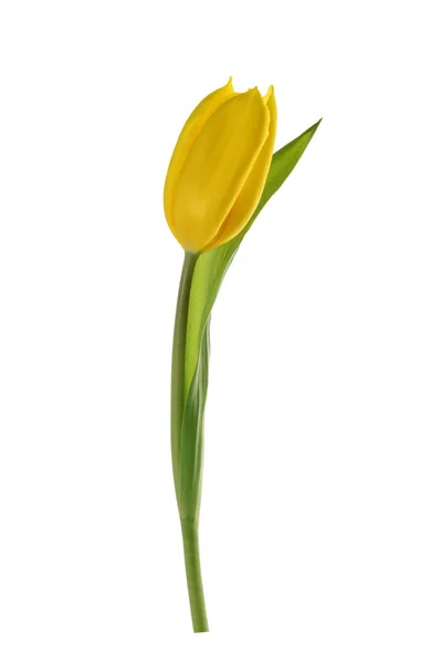 Весенний цветок тюльпан изолирован без тени обрезки пути — стоковое фото