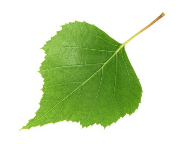 Huş yaprağı beyaz arkaplanı izole etti