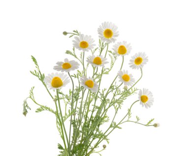 Beyaz arka plan üzerinde izole chamomiles