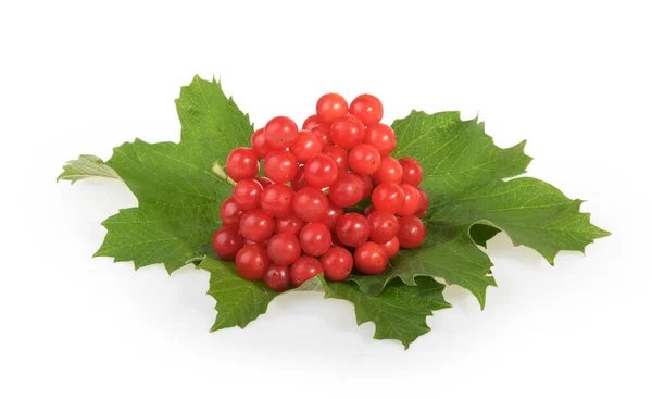 Червоні ягоди Viburnum (рядок деревини), ізольовані на білому — стокове фото