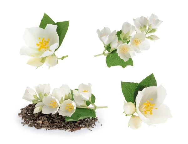 Jasmine isolated on white background — Stock Photo, Image