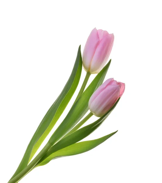 Розовые цветы тюльпана изолированы без тени обрезки пути — стоковое фото