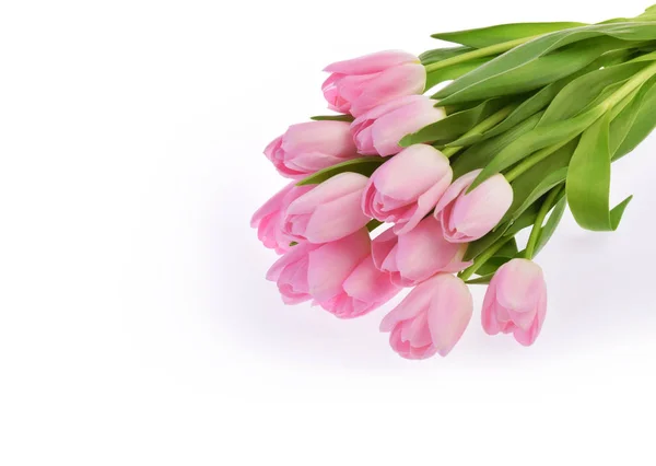 Flores de tulipán rosa aisladas en blanco — Foto de Stock