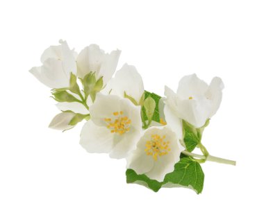 yasemin gölgesiz beyaz arkaplanda izole edildi