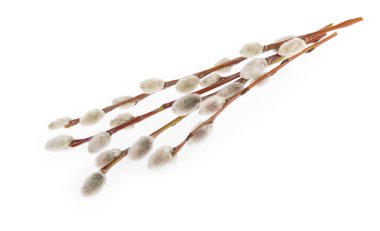 Beyaz arkaplanda izole edilmiş söğüt dalları