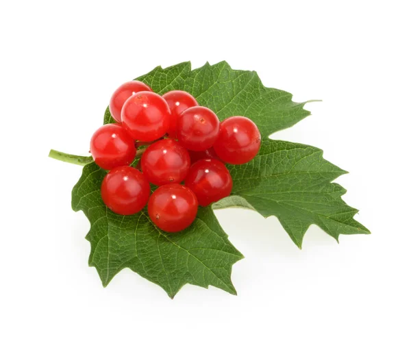 Baies Rouges Viburnum Bois Flèche Isolées Sur Blanc — Photo