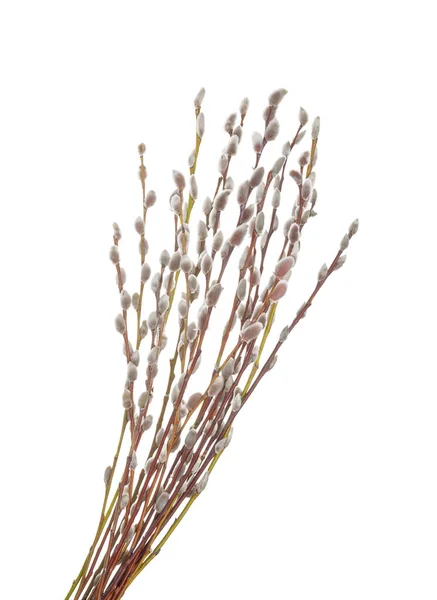 Vrbové Větvičky Izolované Bílém Pozadí Bez Stínu — Stock fotografie