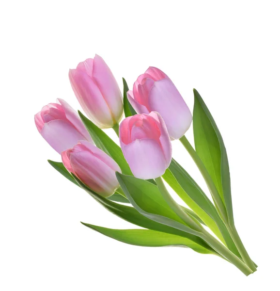 Розовый Тюльпан Цветы Изолированы Тени — стоковое фото