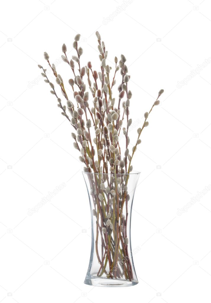 Willow twigs isolated on white background. without shadow