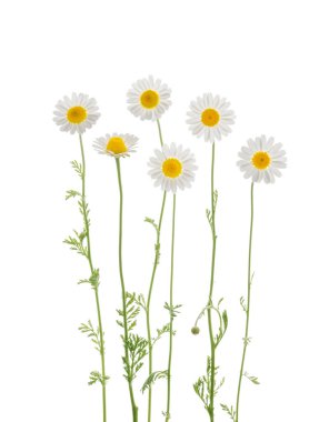 Papatyalar kırpma yolu ile gölgesiz beyaz arkaplanda izole