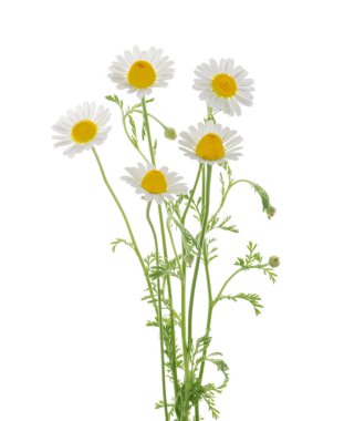 Papatyalar kırpma yolu ile gölgesiz beyaz arkaplanda izole