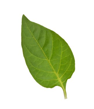 kırmızı biber yaprağı beyaz arkaplanda izole edildi