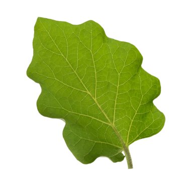 Beyaz arkaplanda izole edilmiş patlıcan yaprağı