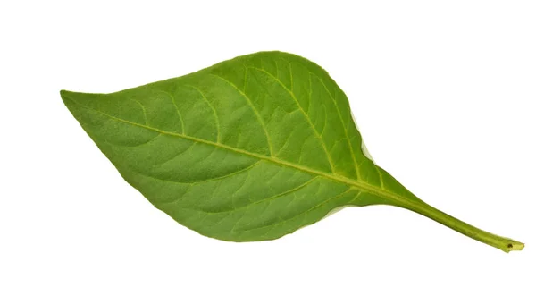 Feuille Poivron Rouge Isolée Sur Fond Blanc — Photo