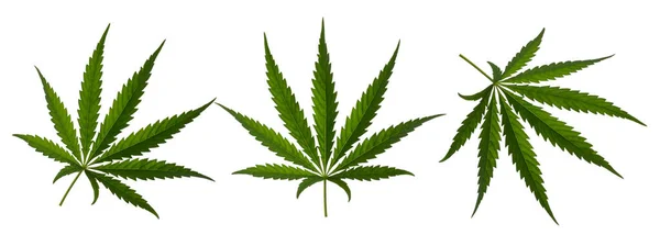 Marijuana Blad Sativa Isolerad Vit Utan Skugga — Stockfoto
