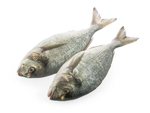Dorado Ryby Izolowane Białe Tło — Zdjęcie stockowe