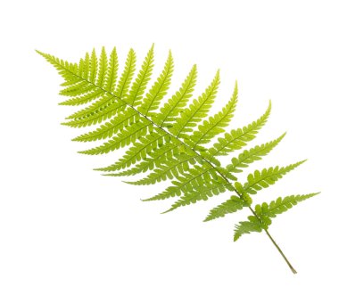 Eğreltiotu yaprakları beyaz gölgesiz