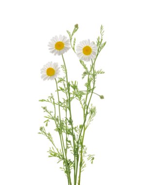 Papatyalar kırpma yolu ile gölgesiz beyaz arkaplanda izole