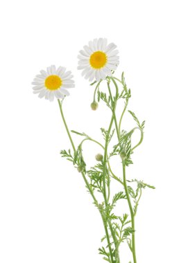 Papatyalar kırpma yolu ile gölgesiz beyaz arkaplanda izole