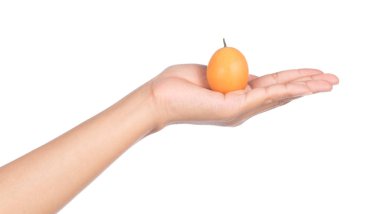 hand holding Sweet Marian plum fruit isolated on white backgroun