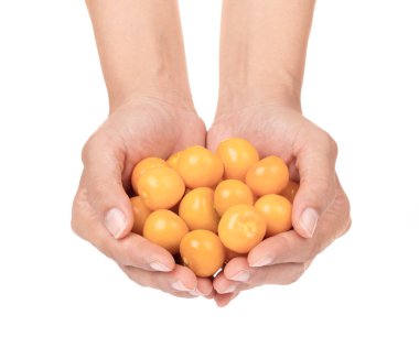 hand holding Cape gooseberry isolated on white background