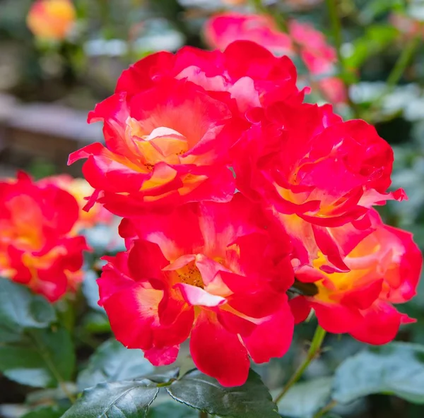 Maravilhoso rosa vermelha híbrida fresca com amarelo — Fotografia de Stock