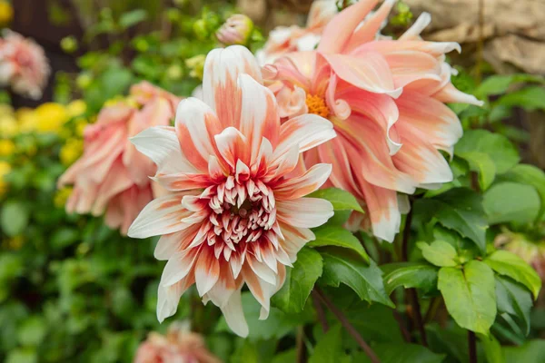 Nahaufnahme der Zinnia-Blume in Gärten — Stockfoto