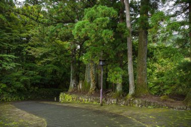 Ağaç ormanından geçen yol.