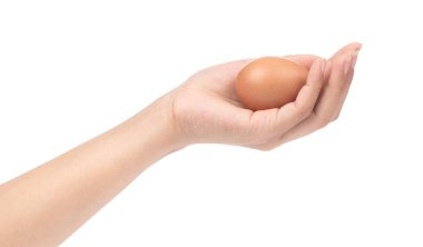 hand holding chicken eggs isolated on white background