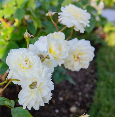 Sarı Melez Çay Gülü