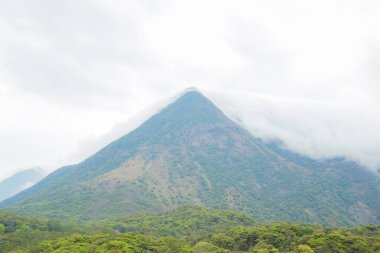 View of Forested mountain with the evergreen conifers shrouded i