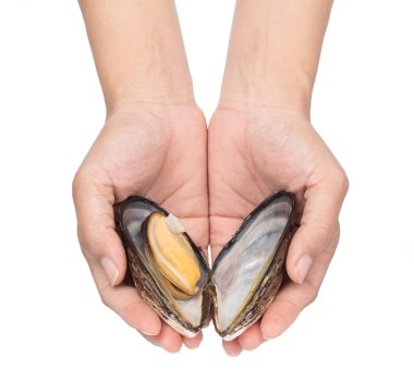 hand holding fresh mussel isolated on white background.