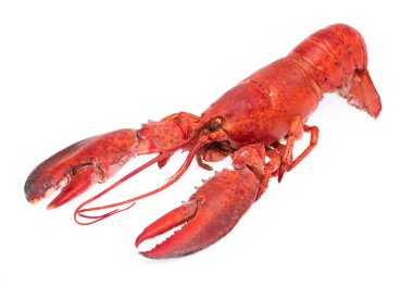 Cooked shrimp Lobster isolated on white background