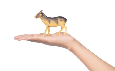 hand holding Toy Dorcas gazelle made of plastic isolated on whit
