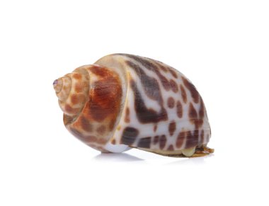 Benekli Babylon beyaz arkaplanda izole