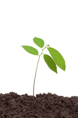 fresh of green plant isolated on a white background
