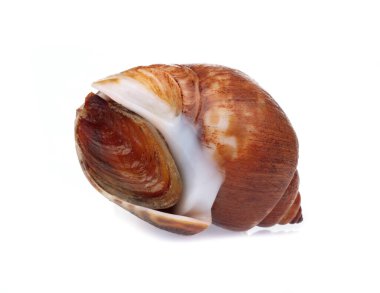 Benekli Babylon beyaz arkaplanda izole