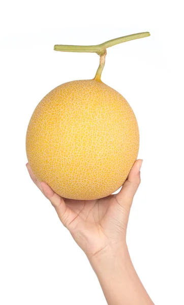 Hand houden Melon Cantaloupe geïsoleerd op witte achtergrond. — Stockfoto