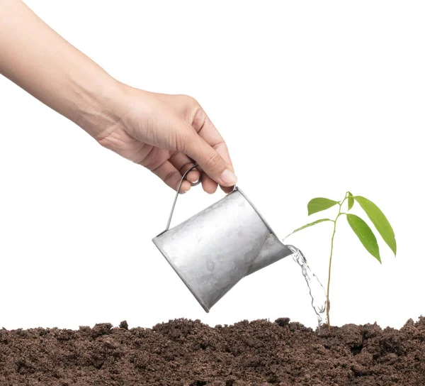 Hand met gieter zaailing geïsoleerd op een witte achtergrond. — Stockfoto