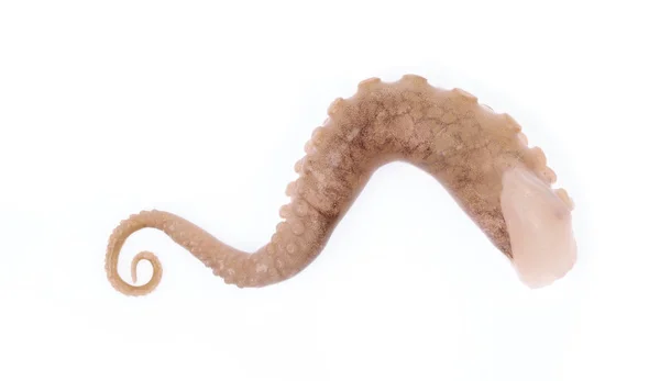 Щупальца детеныша кальмара на белом фоне — стоковое фото